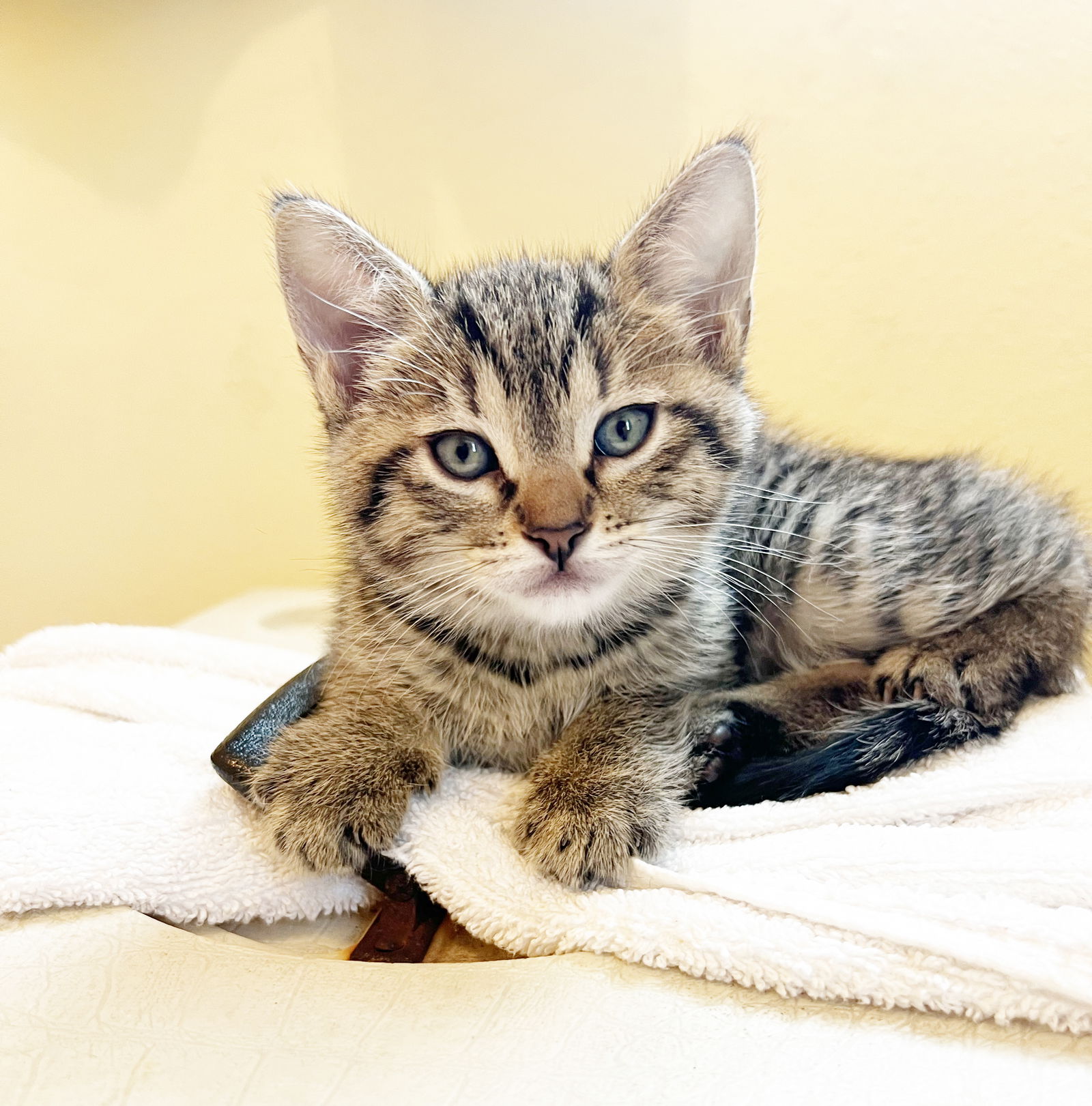 adoptable Cat in Alameda, CA named Potato