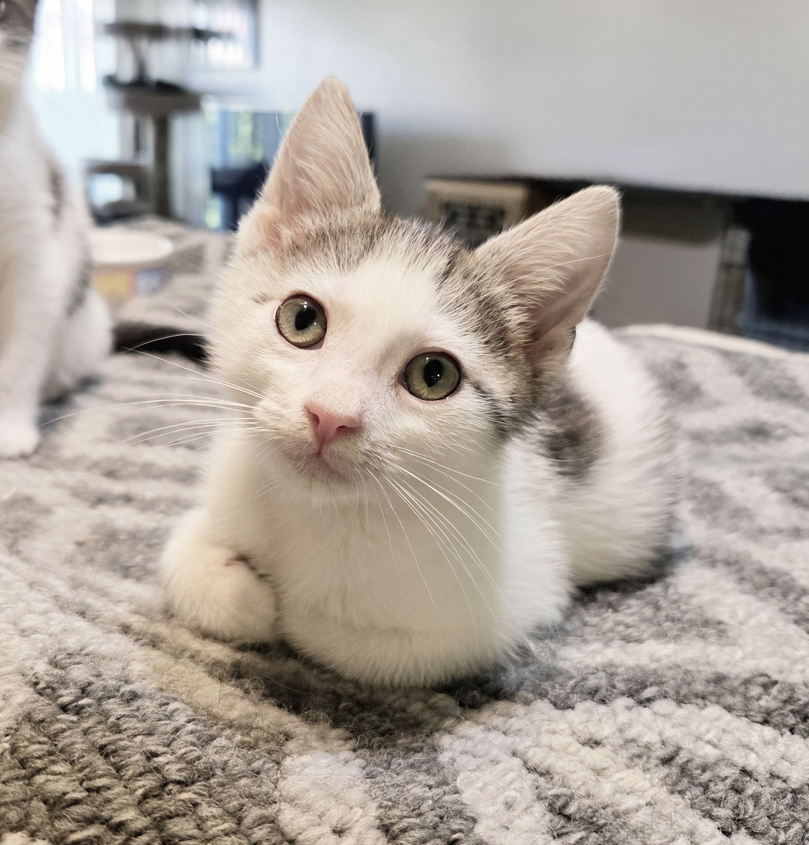 adoptable Cat in Alameda, CA named Corduroy