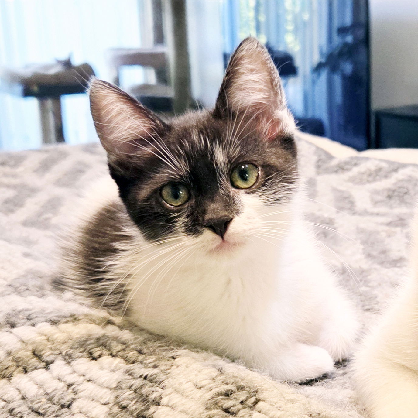 adoptable Cat in Alameda, CA named Denim