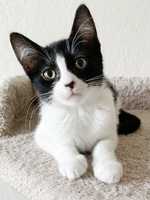 picture of the cat needing adoption
