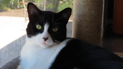 Olive, a cat for adoption from Island Cat Resources and Adoption