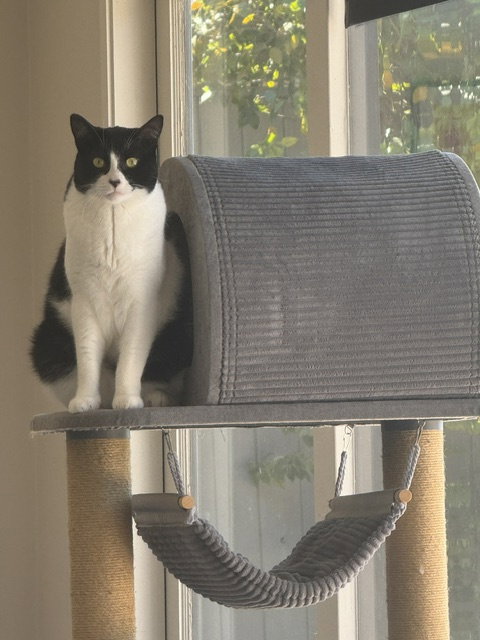 Photo 5 of Olive