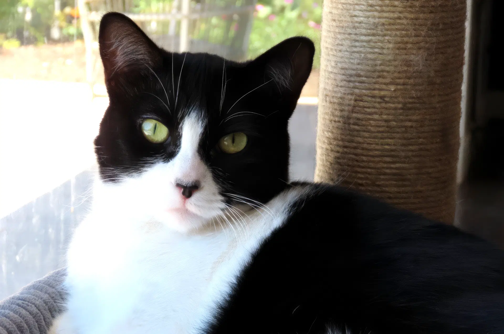 Olive - Domestic Short Hair