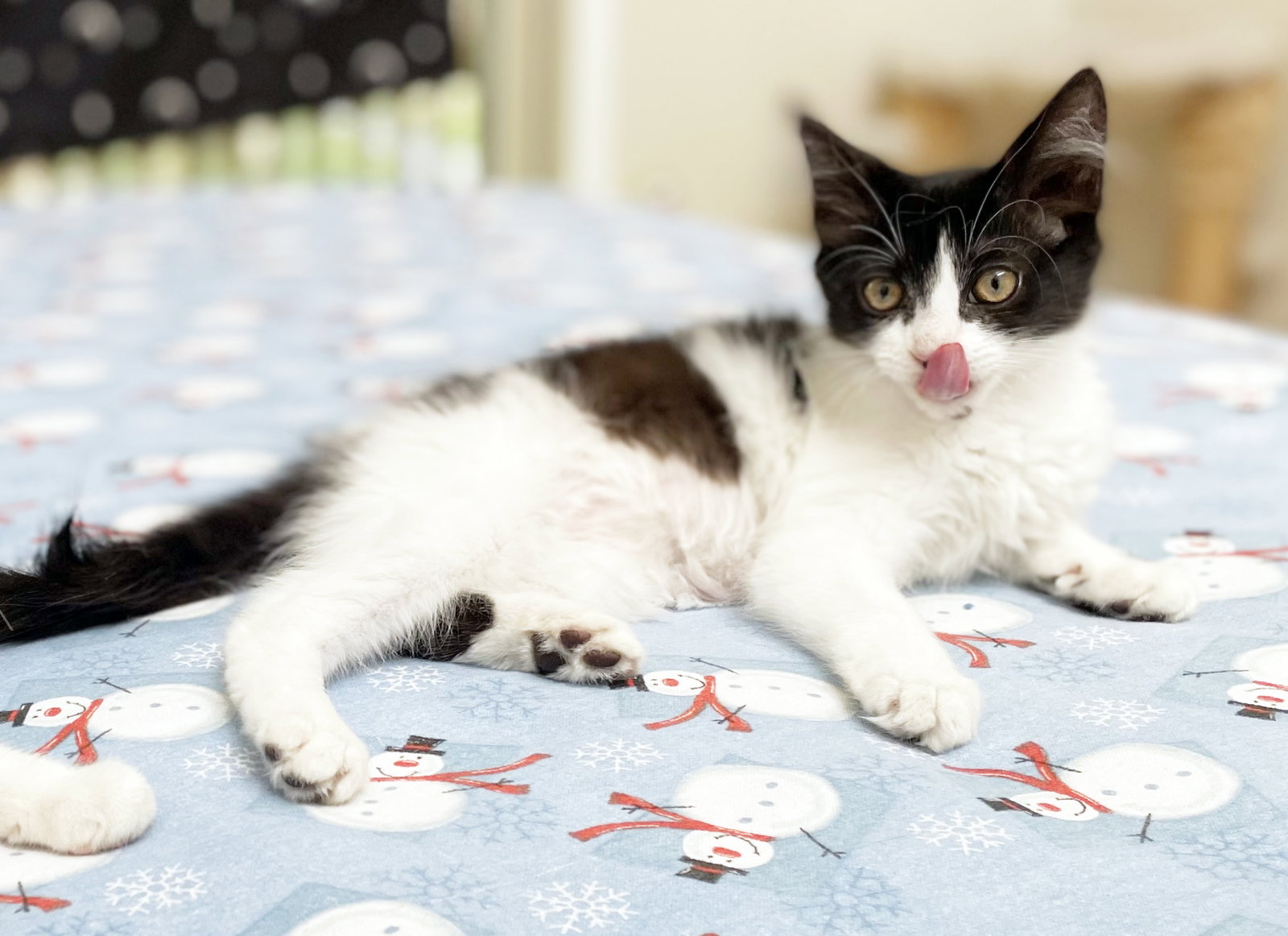 Dottie, photo 16