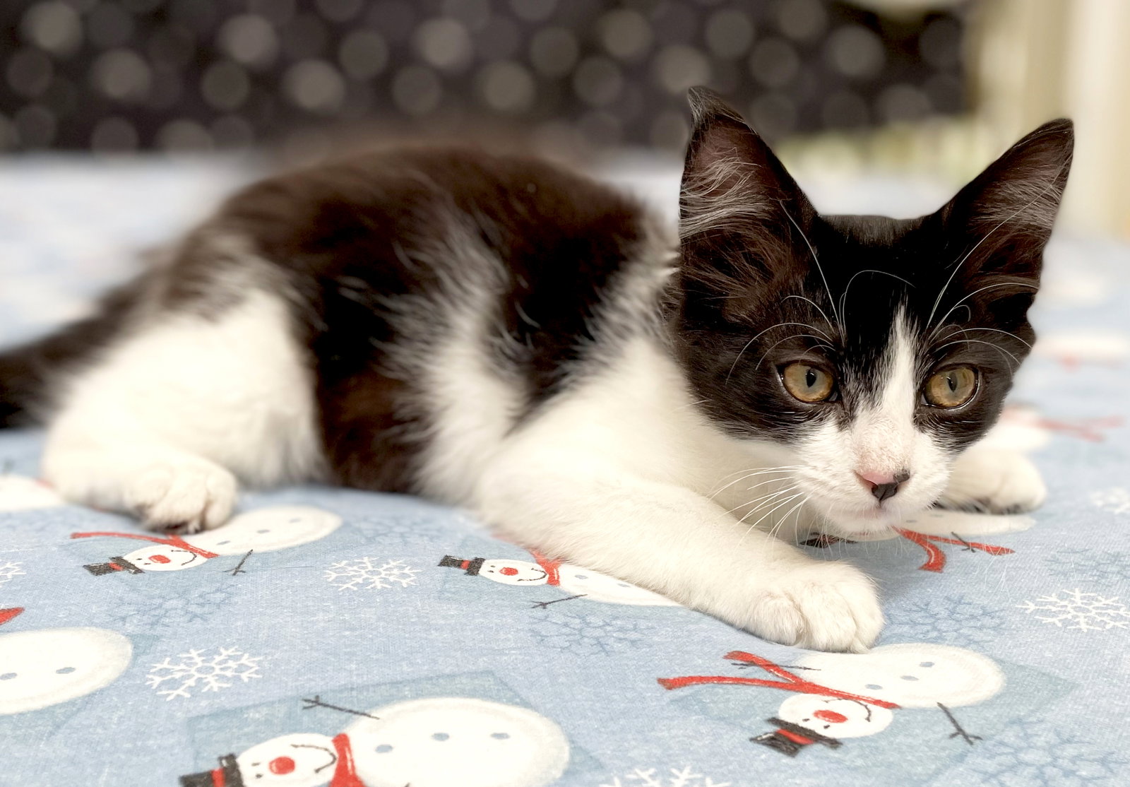 Dottie, photo 18