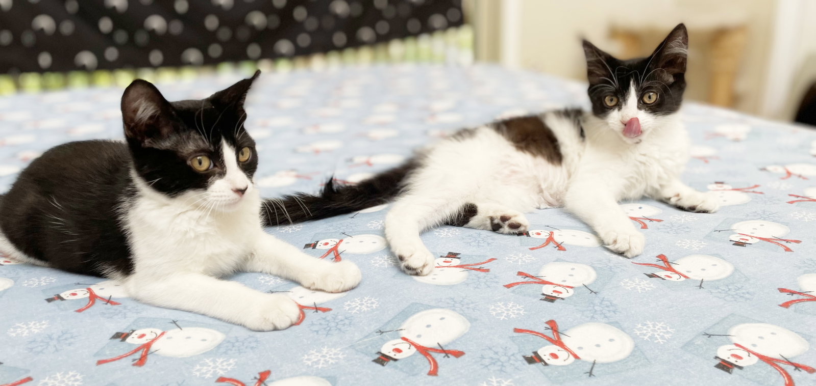 Dottie, photo 20