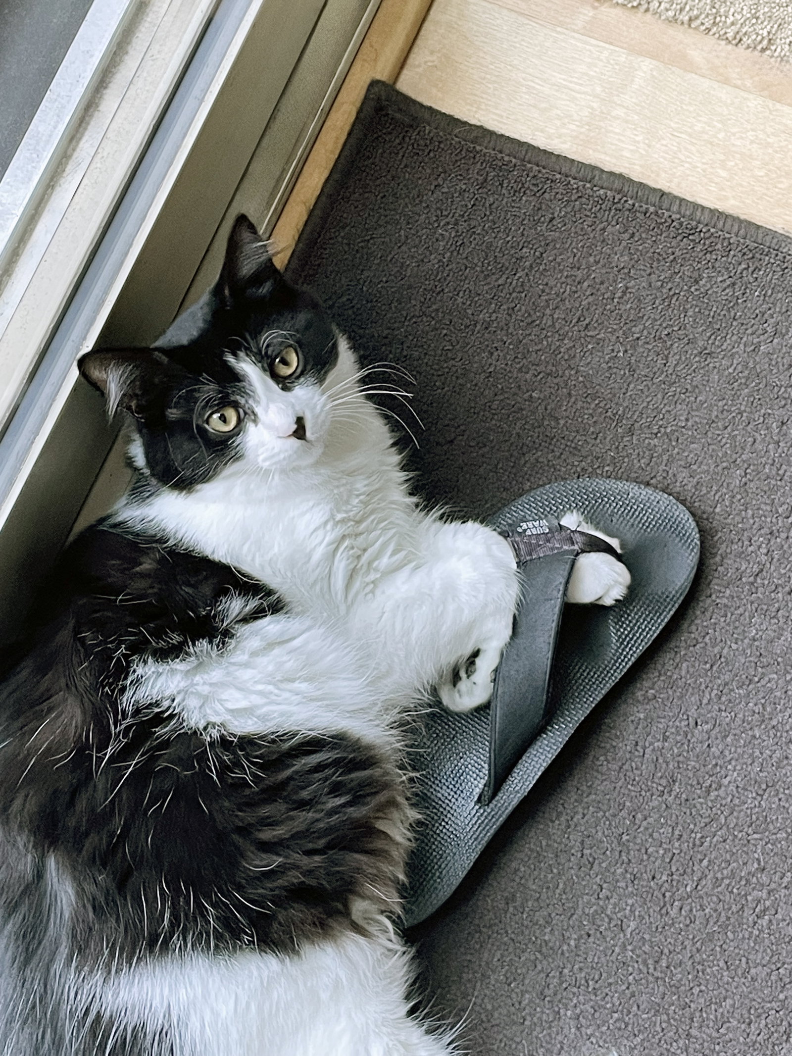 Dottie, photo 12