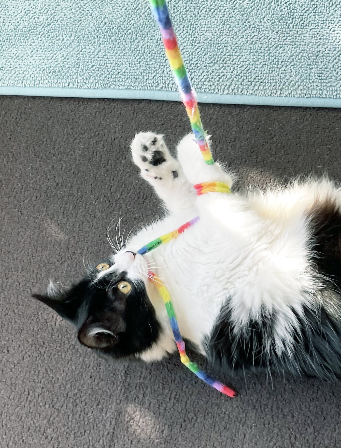 Dottie, photo 13