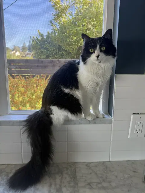 Dottie - Domestic Medium Hair