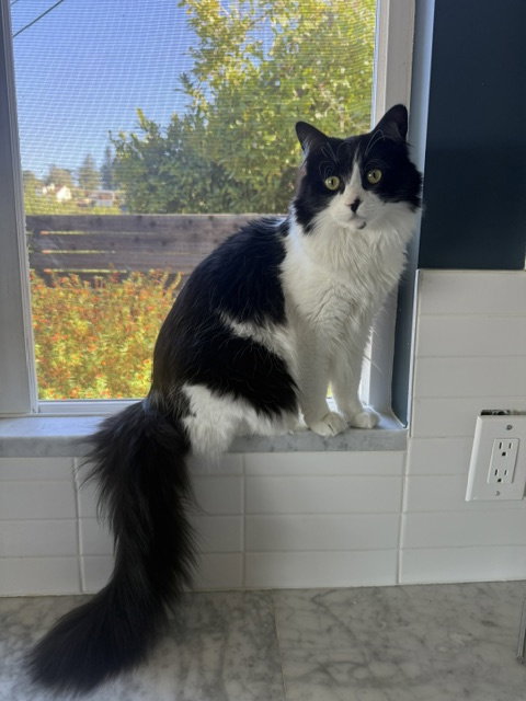 Dottie, a cat for adoption from Island Cat Resources and Adoption