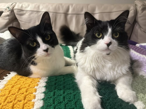 Photo 3 of Dottie