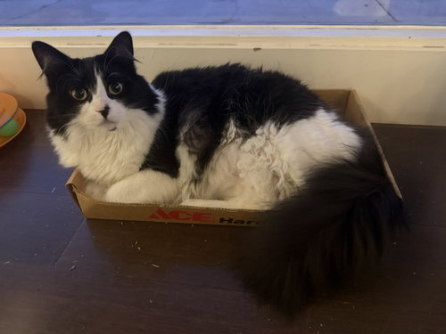 Photo 5 of Dottie