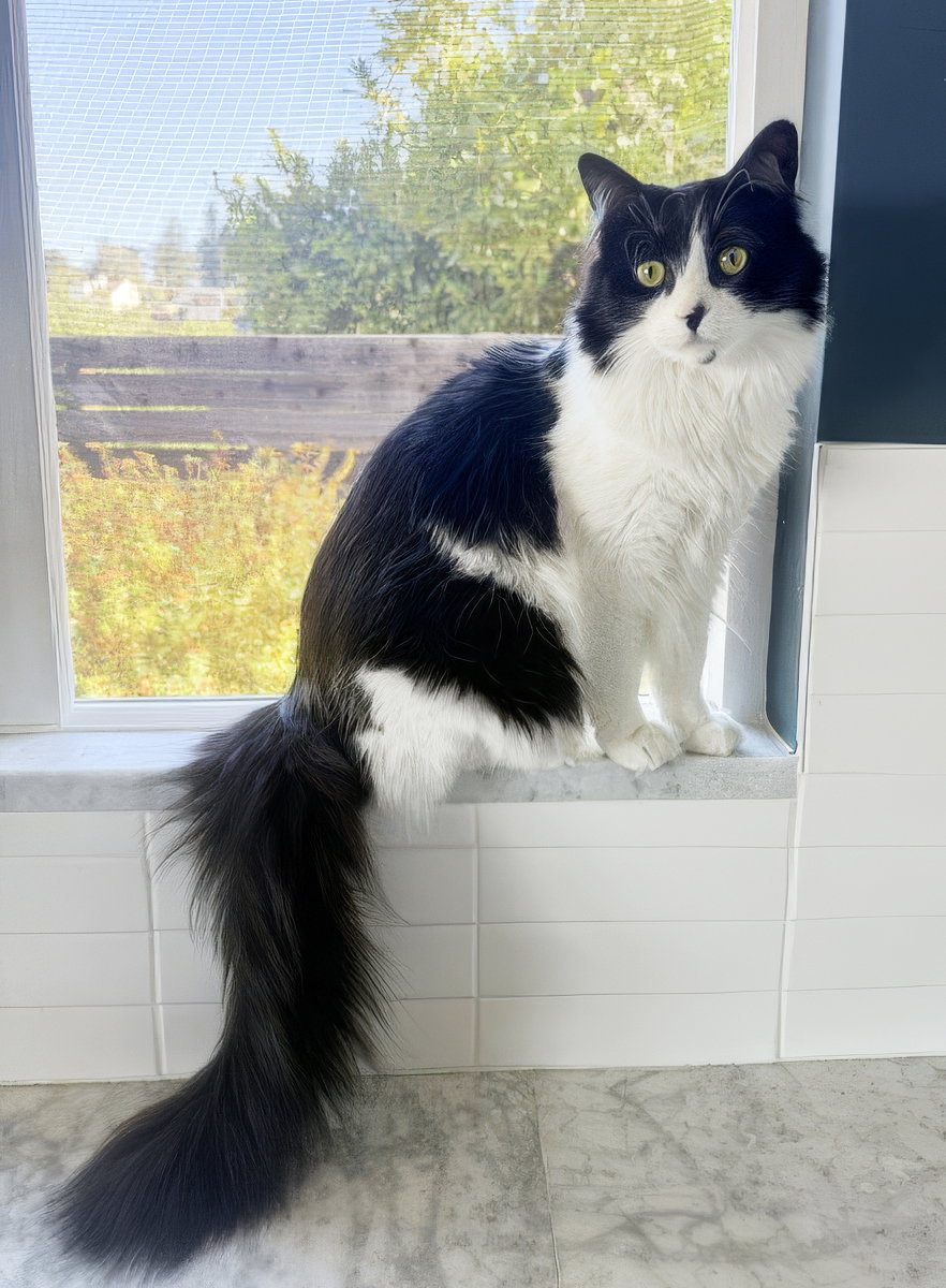 Dottie, photo 4