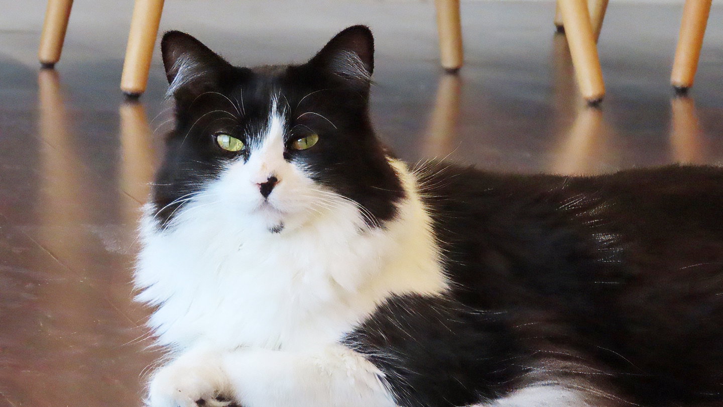 Dottie, photo 2