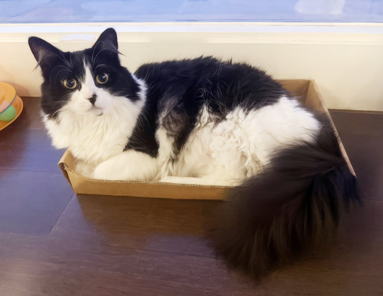 Dottie, photo 7