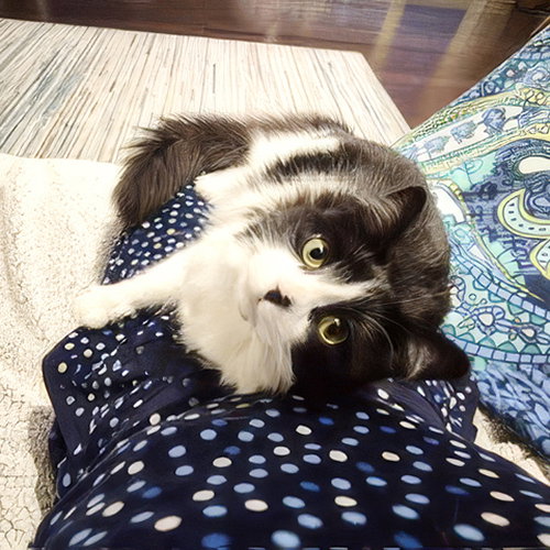 Dottie, photo 3