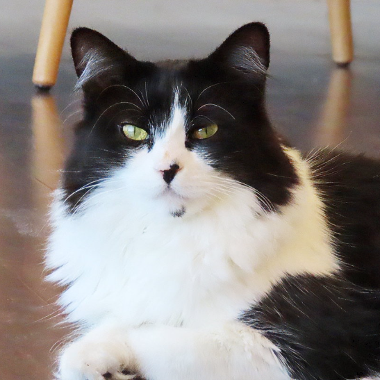 Dottie