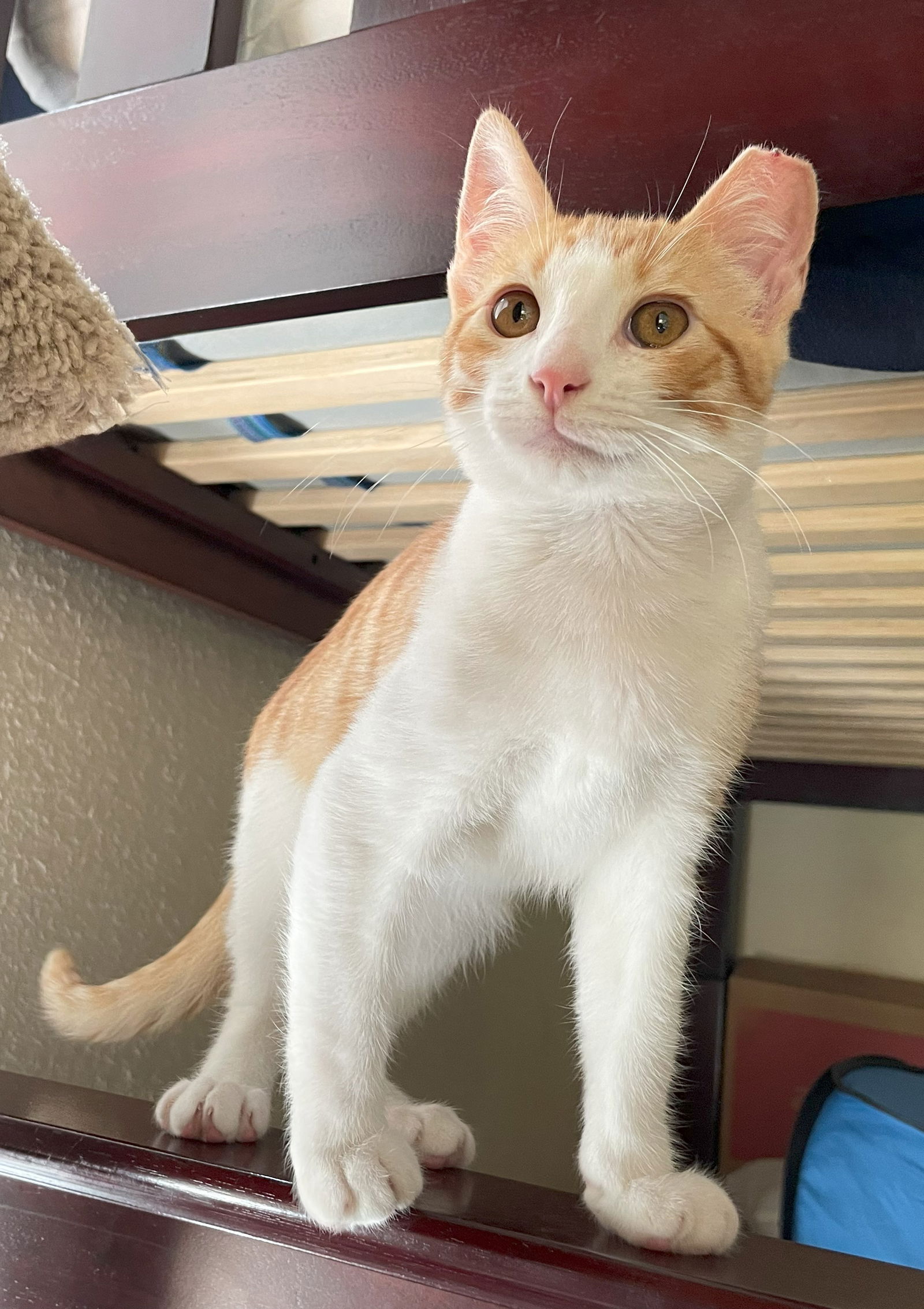 adoptable Cat in Alameda, CA named Gouda