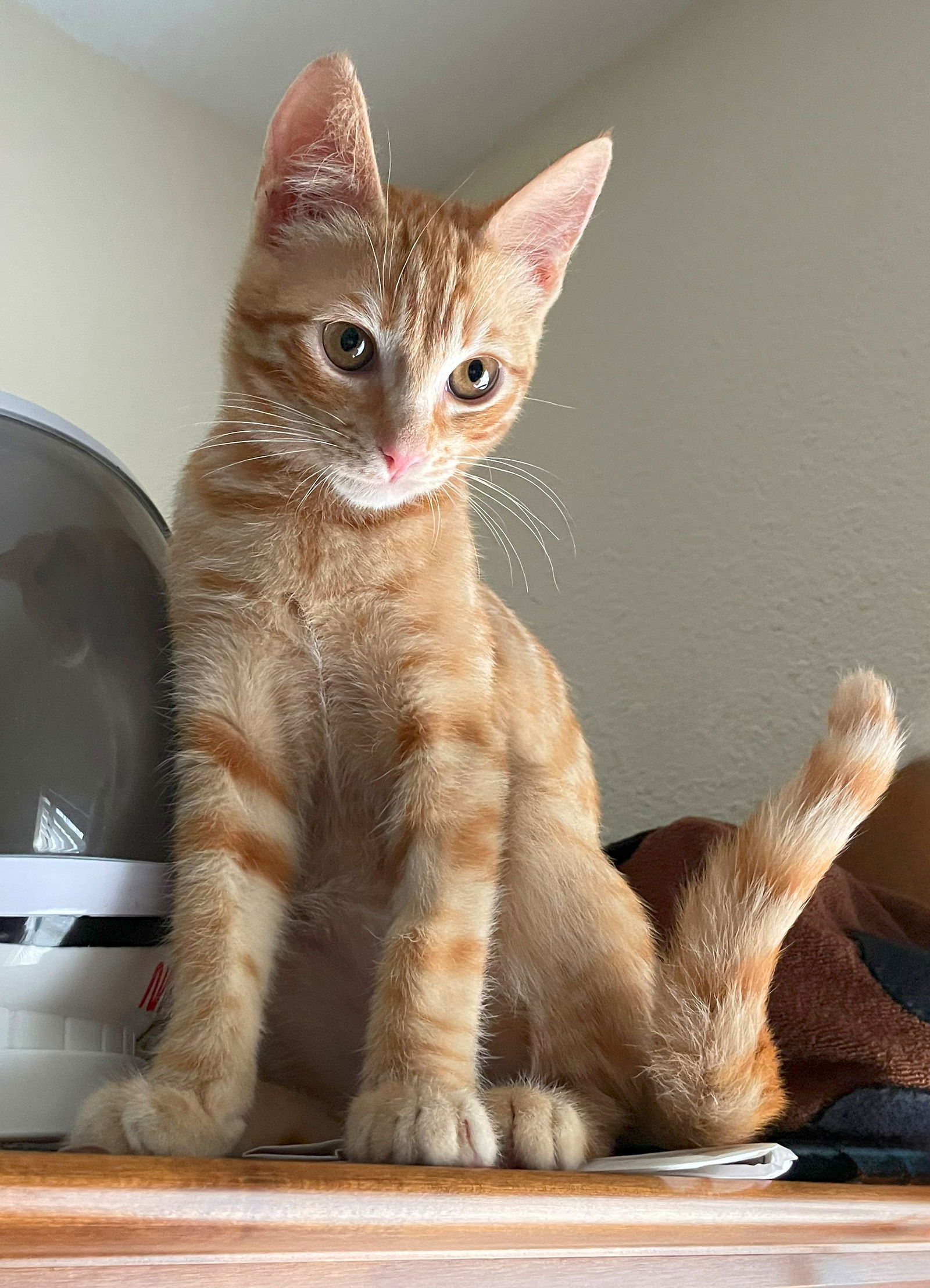 adoptable Cat in Alameda, CA named Muffin