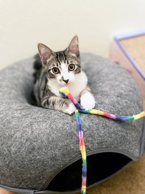 picture of the cat needing adoption
