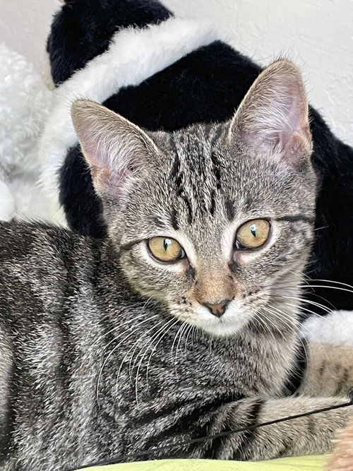 picture of the cat needing adoption