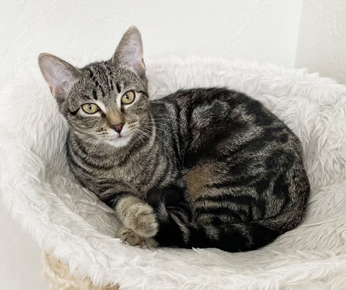 APPLE 2 - Tabby available for adoption