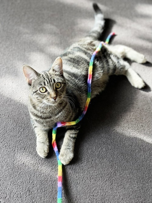 APPLE 2 - Tabby available for adoption