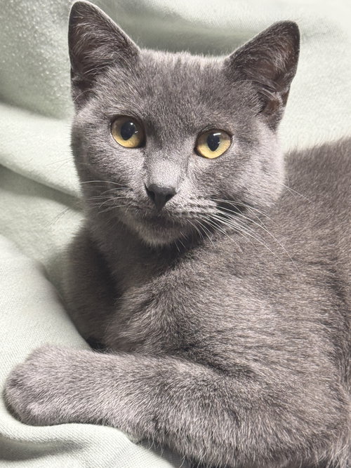 picture of the cat needing adoption