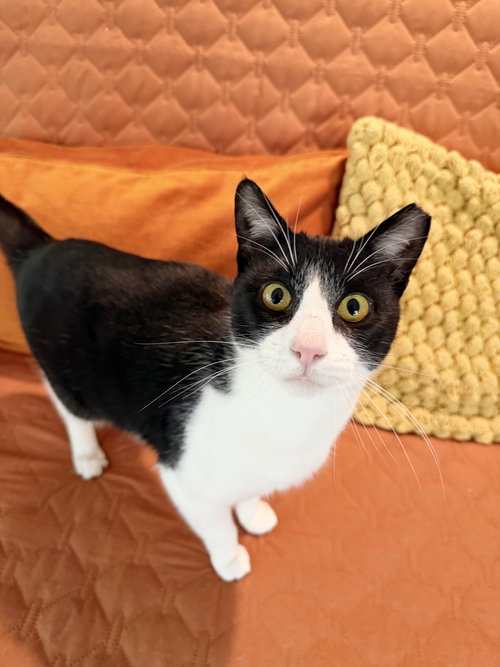 HUBBLE - Tuxedo available for adoption