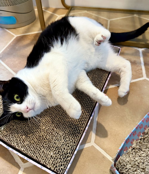 HAILEE - Domestic Short Hair / Tuxedo available for adoption