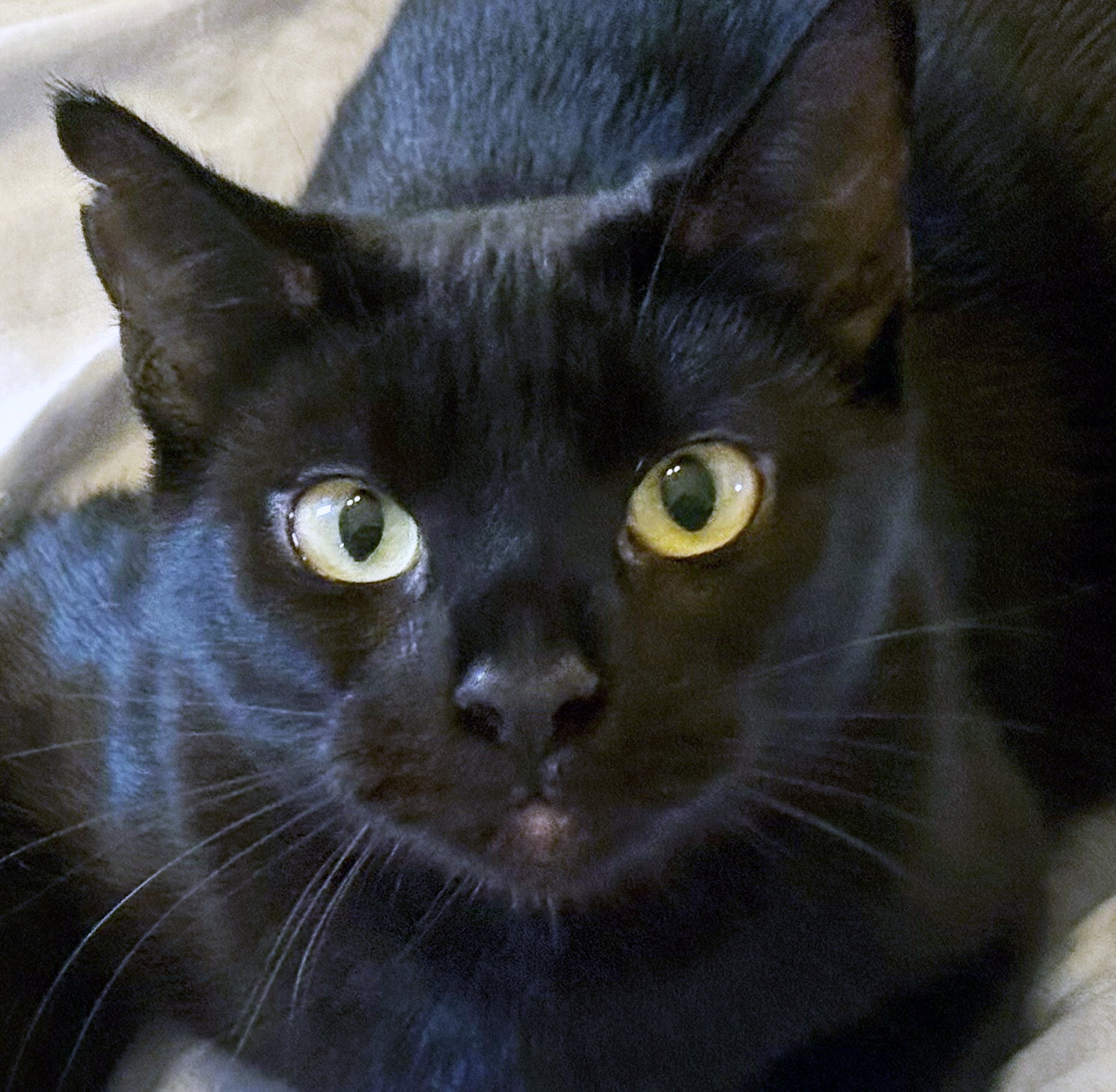 Elvira