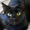 Elvira - Photo 1