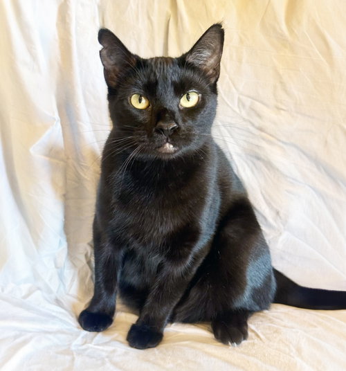 ELVIRA - Domestic Short Hair available for adoption