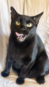 Elvira - Photo 4