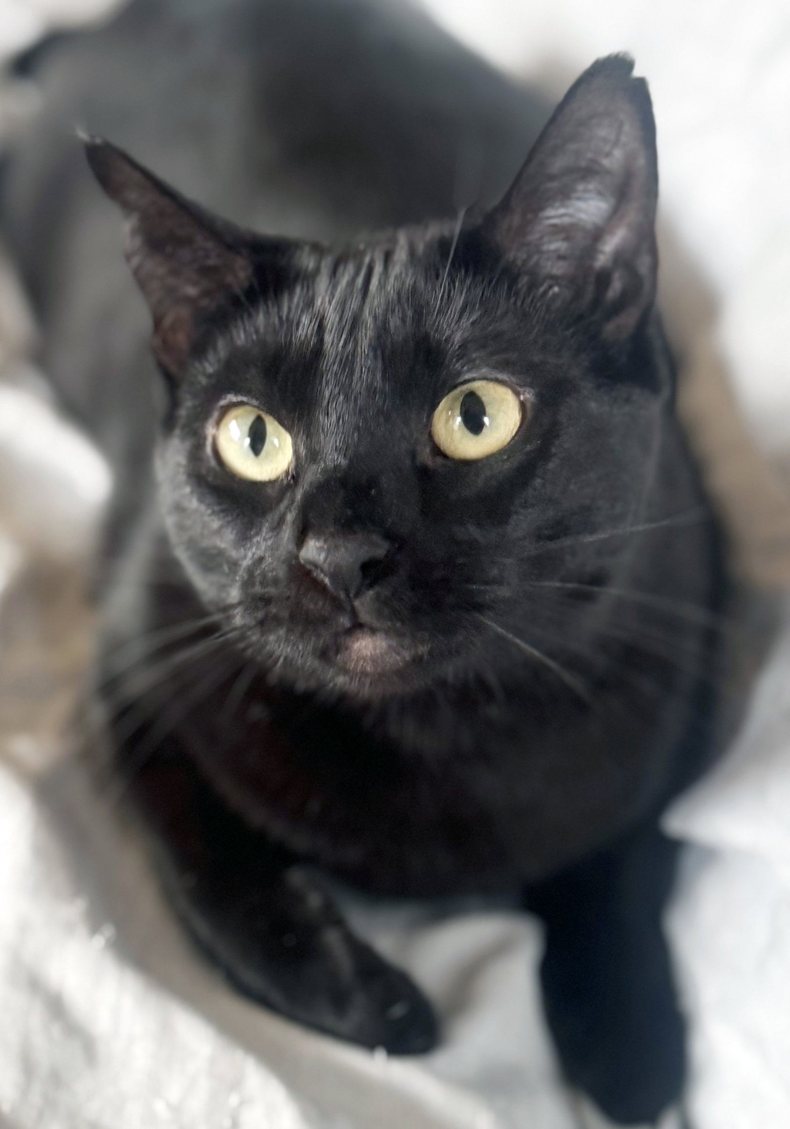 Elvira