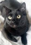 Elvira - Photo 1