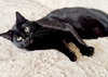 Elvira - Photo 2