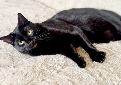 ELVIRA - Domestic Short Hair available for adoption