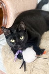 Elvira - Photo 3