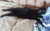 Elvira - Photo 5