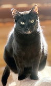Elvira - Photo 4