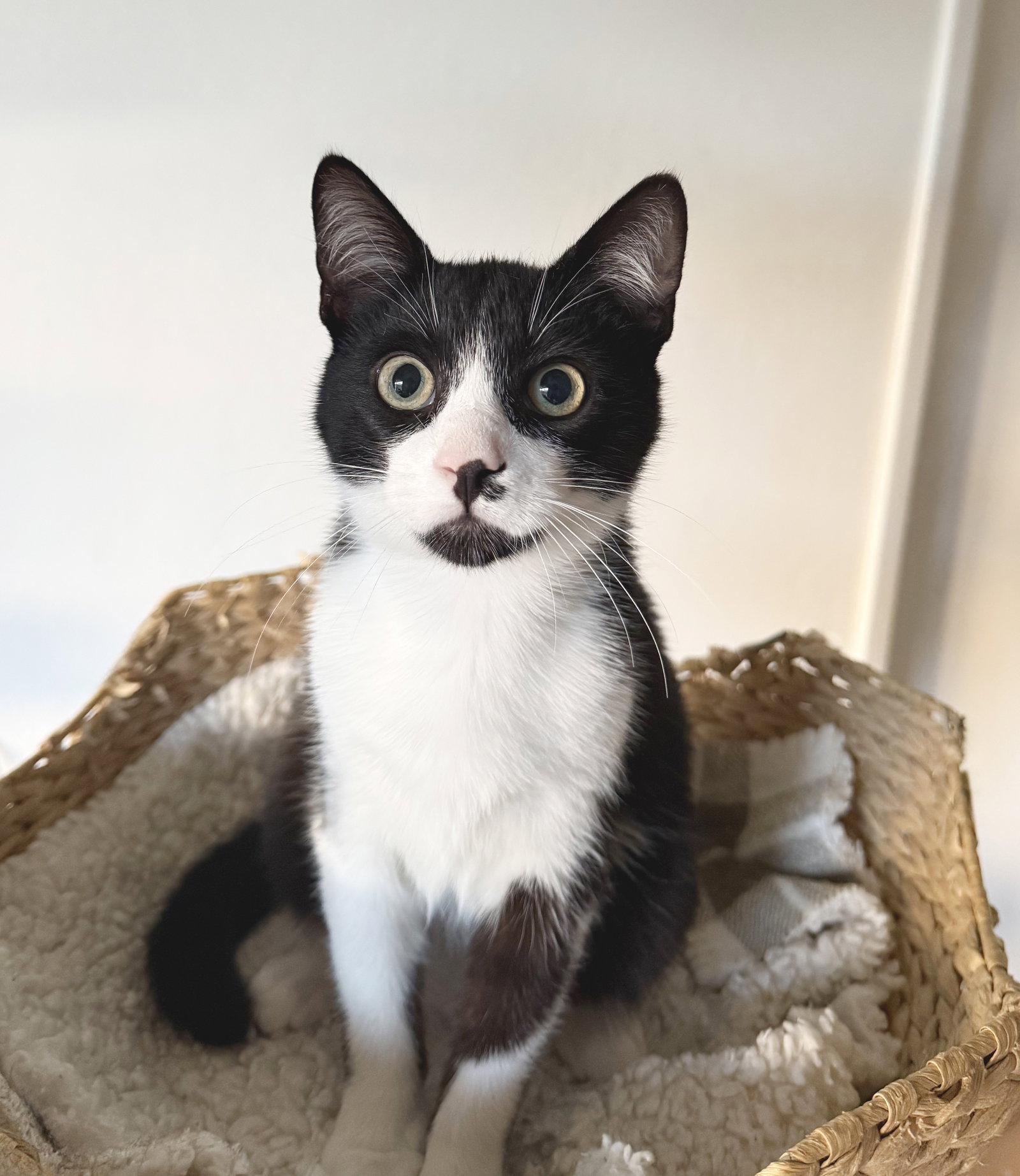 Figaro