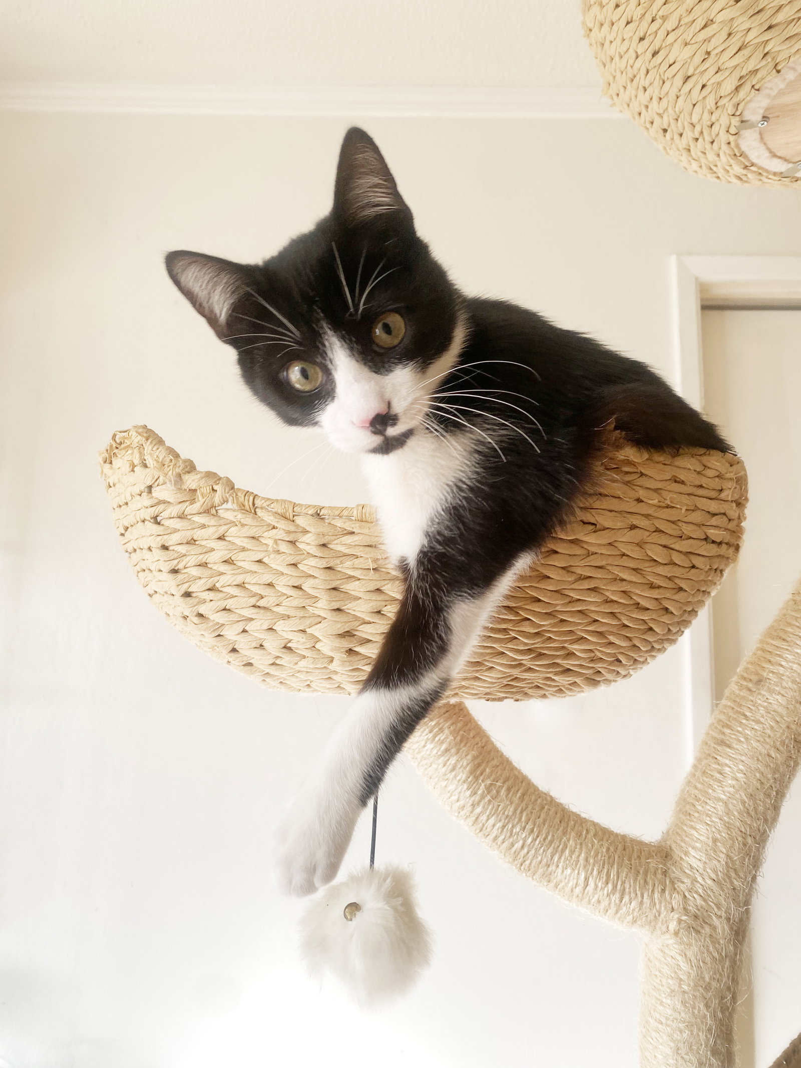 Figaro Image