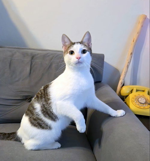 Corduroy, a cat for adoption from Island Cat Resources and Adoption