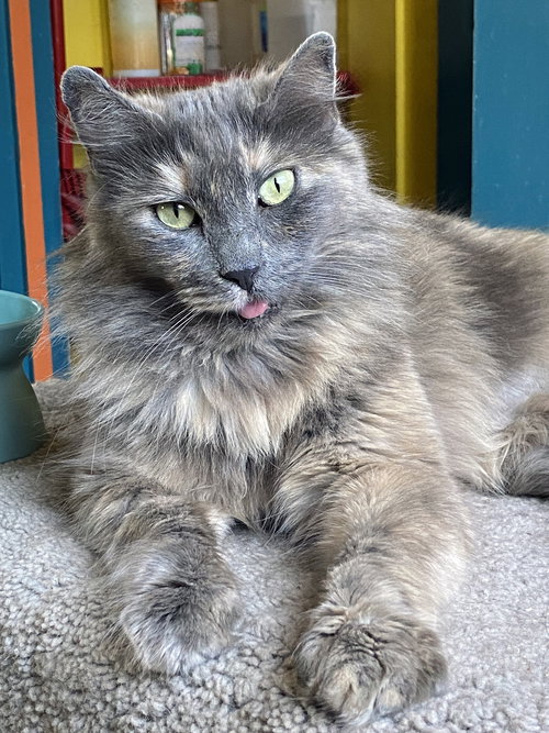 picture of the cat needing adoption