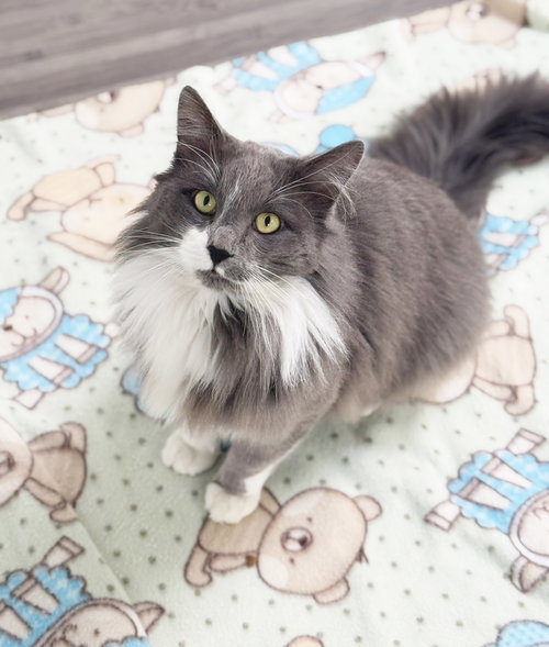 SYLVESTER - Domestic Long Hair / Maine Coon available for adoption