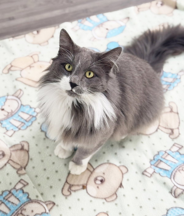 Sylvester