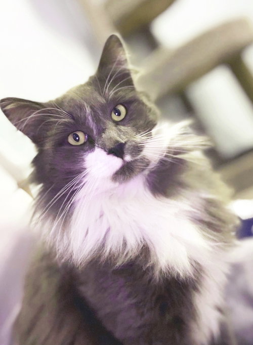 SYLVESTER - Domestic Long Hair / Maine Coon available for adoption