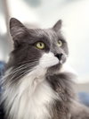 Sylvester - Photo 3