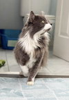 Sylvester - Photo 4